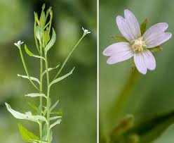 Attēlu rezultāti vaicājumam “Epilobium montanum flower”