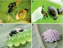 Attēlu rezultāti vaicājumam “Aulacidea hieracii”