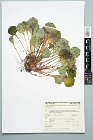 Attēlu rezultāti vaicājumam “Claytonia sibirica”