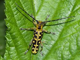 Attēlu rezultāti vaicājumam “Saperda scalaris”