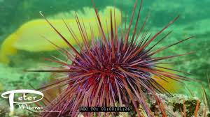 Image result for Mesocentrotus franciscanus