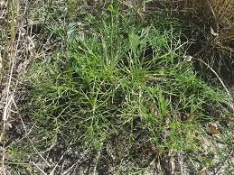 Image result for Artemisia caudata