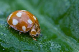 Attēlu rezultāti vaicājumam “Calvia decemguttata imago”