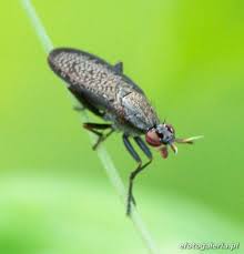 Attēlu rezultāti vaicājumam “Coremacera marginata”