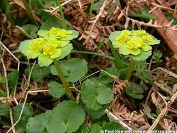 Attēlu rezultāti vaicājumam “Chrysosplenium alternifolium flower”