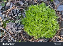 Attēlu rezultāti vaicājumam “Syntrichia”