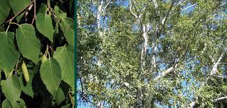 Attēlu rezultāti vaicājumam “Betula papyrifera leaf”