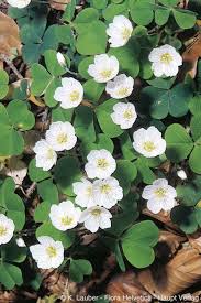 Attēlu rezultāti vaicājumam “Oxalis acetosella”