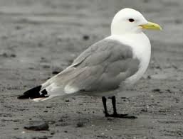 Attēlu rezultāti vaicājumam “Rissa tridactyla”