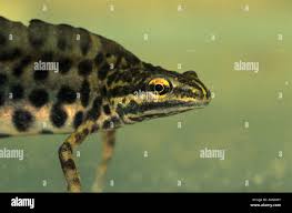 Attēlu rezultāti vaicājumam “Triturus vulgaris male”