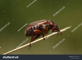 Attēlu rezultāti vaicājumam “Amphimallon solstitiale imago”