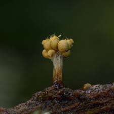 Attēlu rezultāti vaicājumam “Oligonema favogineum spores”