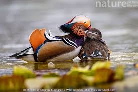 Attēlu rezultāti vaicājumam “Aix galericulata male”