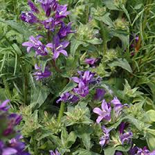Attēlu rezultāti vaicājumam “Campanula glomerata leaf”