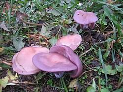 Attēlu rezultāti vaicājumam “Lepista sp.”