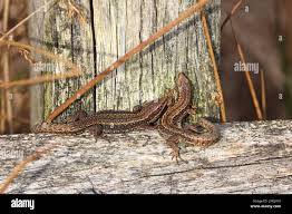 Attēlu rezultāti vaicājumam “Lacerta vivipara female”