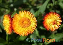 Image result for Helichrysum subulifolium