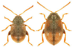 Attēlu rezultāti vaicājumam “Epirhoe tristata”