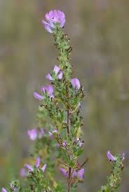 Attēlu rezultāti vaicājumam “Ononis arvensis”