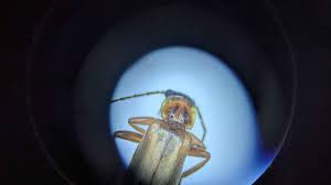 Attēlu rezultāti vaicājumam “Cantharis figurata”