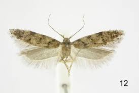 Attēlu rezultāti vaicājumam “Colostygia pectinataria female”