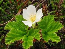 Attēlu rezultāti vaicājumam “Rubus chamaemorus fruit”