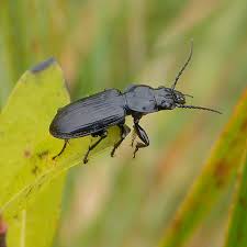 Attēlu rezultāti vaicājumam “Pterostichus aterrimus”