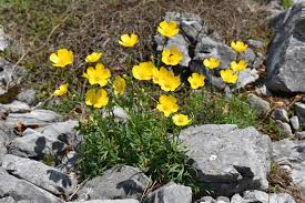 Attēlu rezultāti vaicājumam “Ranunculus polyanthemos”