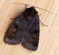 Attēlu rezultāti vaicājumam “Diarsia brunnea”