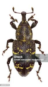 Attēlu rezultāti vaicājumam “Hylobius abietis”