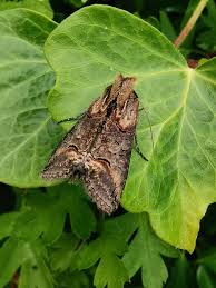 Attēlu rezultāti vaicājumam “Abrostola triplasia”