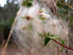 Attēlu rezultāti vaicājumam “Clematis fruit”