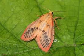 Attēlu rezultāti vaicājumam “Miltochrista miniata”