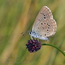 Attēlu rezultāti vaicājumam “Maculinea teleius underside”