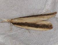 Attēlu rezultāti vaicājumam “Donacaula mucronella”