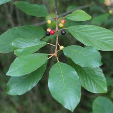 Attēlu rezultāti vaicājumam “Frangula alnus”