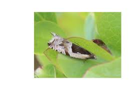 Attēlu rezultāti vaicājumam “Ancylis myrtillana”