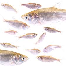 Image result for Hypophthalmichthys molitrix