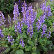 Image result for Salvia pratensis `Rose Rhapsody