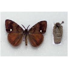 Attēlu rezultāti vaicājumam “Xanthorhoe fluctuata”