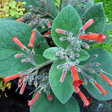 Image result for Sinningia