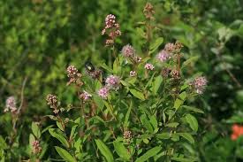 Attēlu rezultāti vaicājumam “Spiraea salicifolia”