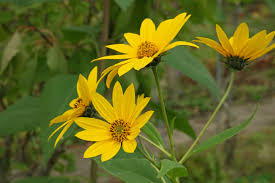 Attēlu rezultāti vaicājumam “Helianthus tuberosus leaf”