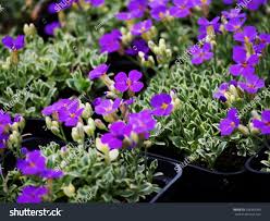 Image result for Aubrieta hybrida (cultorum)