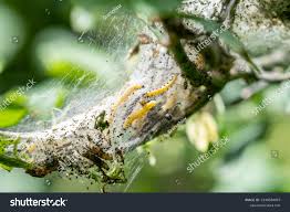 Attēlu rezultāti vaicājumam “Yponomeuta malinellus / cagnagella imago”