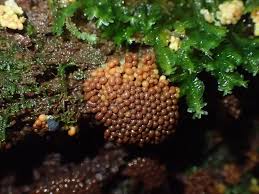 Attēlu rezultāti vaicājumam “Lindbladia tubulina”