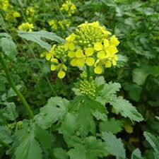 Attēlu rezultāti vaicājumam “Sinapis alba flower”