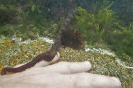 Image result for Tyddewi Octopush Club