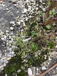 Attēlu rezultāti vaicājumam “Arenaria serpyllifolia”