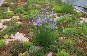 Attēlu rezultāti vaicājumam “Campanula rotundifolia”